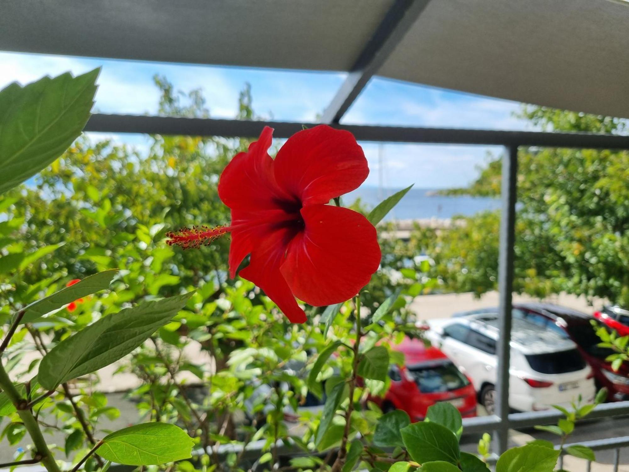 Apartman Ruza Podgora Εξωτερικό φωτογραφία